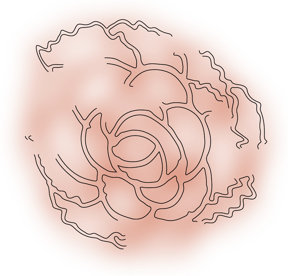 An illustration of a rose.